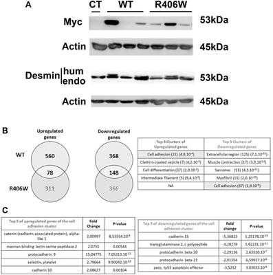 Desmin Modulates Muscle Cell Adhesion and Migration